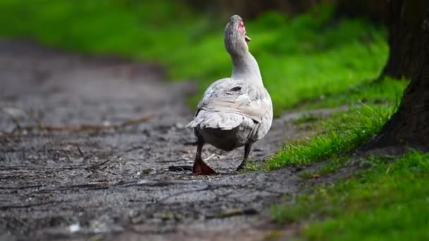 Pato Verrugoso Limpia Pequeño Camino Después Una Lluvia — Vídeos de Stock