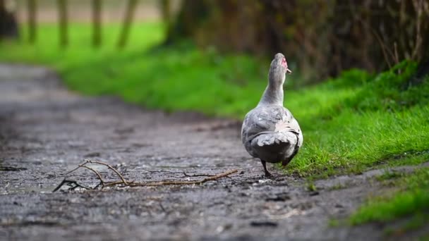 Pato Verrugoso Limpia Pequeño Camino Después Una Lluvia — Vídeos de Stock