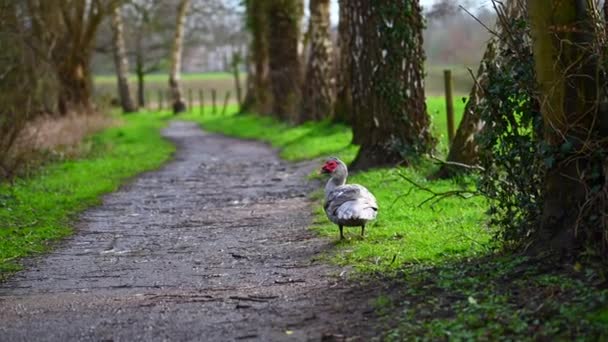 雨上がりの小さな道を鴨が掃除している — ストック動画