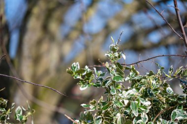 Nehir boyunca eski ağaçlar ve yeşil bitkilerle çevrili çit direkleri var.