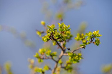 İlkbahar daha erken başlar ağaçlardaki ve çalılardaki çiçeklerde