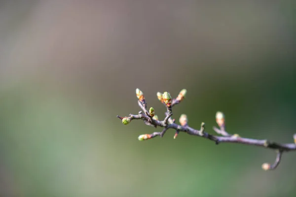 Printemps Commence Tôt Sur Les Fleurs Sur Les Arbres Les — Photo