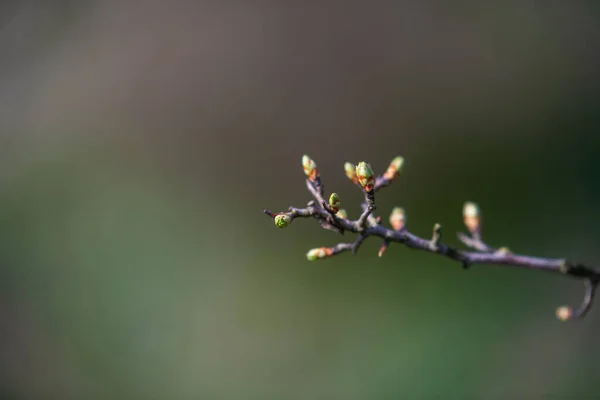 Jaro Začíná Dříve Květinách Stromech Keřích — Stock fotografie