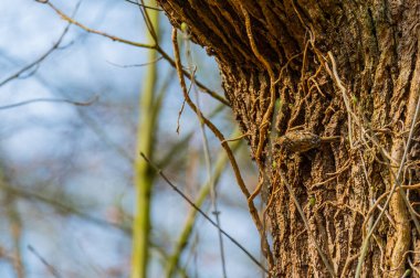 Bir bahçe koşucusu iyi kamufle olur ve bir ağaç gövdesinde yürür.