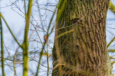 Bir bahçe koşucusu iyi kamufle olur ve bir ağaç gövdesinde yürür.