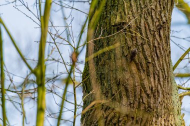 Bir bahçe koşucusu iyi kamufle olur ve bir ağaç gövdesinde yürür.