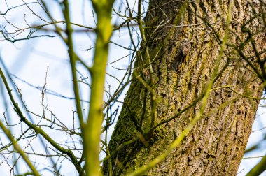 Bir bahçe koşucusu iyi kamufle olur ve bir ağaç gövdesinde yürür.