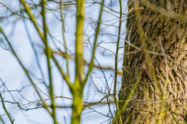 Bir bahçe koşucusu iyi kamufle olur ve bir ağaç gövdesinde yürür.