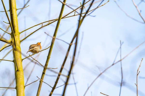 Robin Senta Uma Árvore Com Céu Azul Fundo — Fotografia de Stock