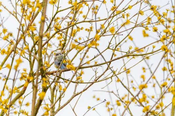 Small Tit Sits Tree Yellow Flowers Blue Sky Background — Stock fotografie