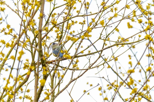Small Tit Sits Tree Yellow Flowers Blue Sky Background — Stock Photo, Image