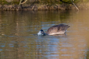 Kanadalı bir kaz kendini küçük bir gölette temizler, su tüm vücudunu sarar.