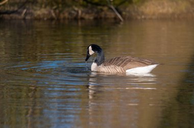 Kanadalı bir kaz kendini küçük bir gölette temizler, su tüm vücudunu sarar.
