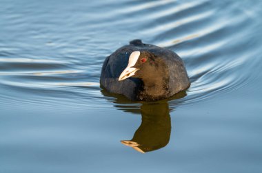 Kuzey Almanya 'da küçük bir gölette sakince yüzen bir yaban ördeği.