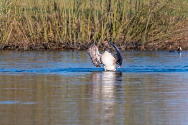 Gri-lag kaz kanatlarıyla etkiler ve Kuzey Almanya 'daki bir gölette yüzer gibi yüzer.