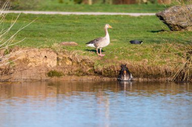 Gri lag kazları küçük bir tepeden Kuzey Almanya 'daki bir gölete atlarlar.