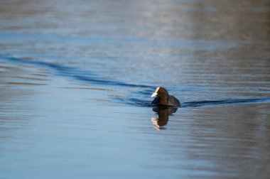 Kuzey Almanya 'da küçük bir gölette sakince yüzen bir yaban ördeği.