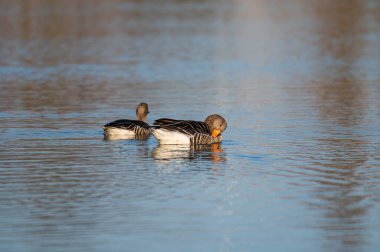 Gri lag kazları Kuzey Almanya 'da küçük sakin bir gölette yüzerler.