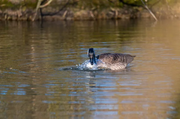 Oca Canadese Pulisce Piccolo Stagno Acqua Scorre Tutto Suo Corpo — Foto Stock