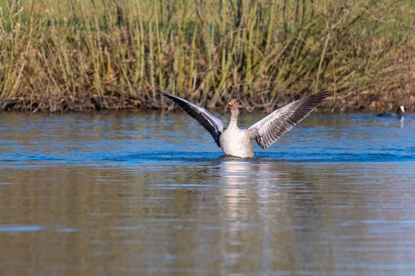 Oie Grise Impressionne Par Ses Ailes Nage Comme Dans Étang — Photo