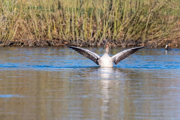 Greylag Husa Zapůsobí Svými Křídly Plave Jako Jezírku Severním Německu — Stock fotografie