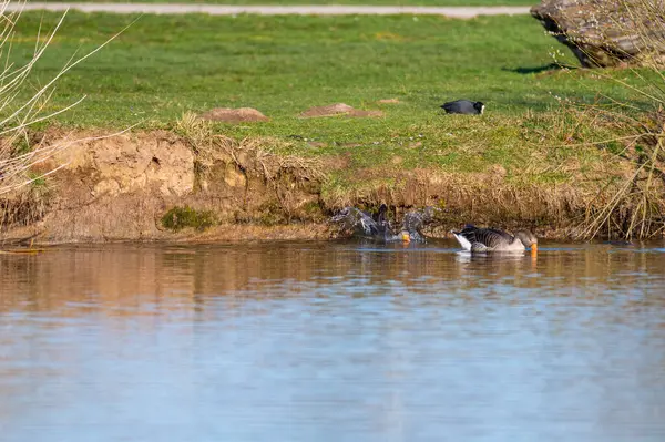 Greylag Husy Skok Malého Kopce Rybníka Severním Německu — Stock fotografie