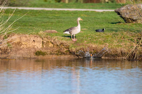 Gansos Greylag Saltar Uma Pequena Colina Uma Lagoa Norte Alemanha — Fotografia de Stock