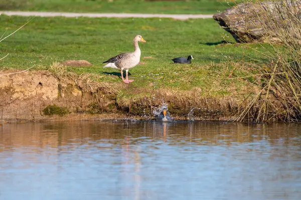 Oies Grises Sauter Une Petite Colline Dans Étang Dans Nord — Photo