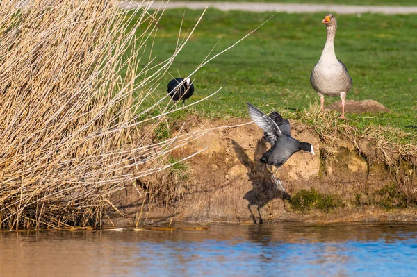 Coots Skok Malého Kopce Malého Rybníčku Severním Německu — Stock fotografie