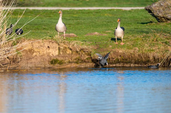 Coots Skok Malého Kopce Malého Rybníčku Severním Německu — Stock fotografie