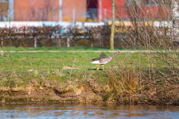 Gansos Greylag Nadam Uma Pequena Lagoa Calma Norte Alemanha — Fotografia de Stock