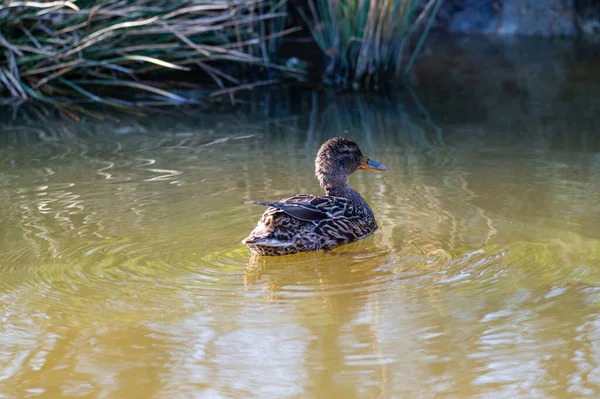 Kachny Plavou Klidu Nad Malým Rybníčkem Severním Německu — Stock fotografie