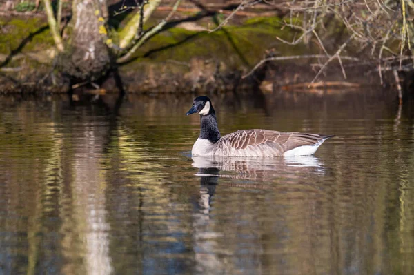 Kanadagås Simmar Lugnt Över Liten Damm Norra Tyskland — Stockfoto