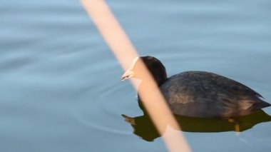 Kuzey Almanya 'da küçük bir gölette sakince yüzen bir yaban ördeği.