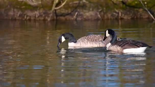 カナダのガチョウは小さな池で自分自身をきれいにし 水は体中を走ります — ストック動画