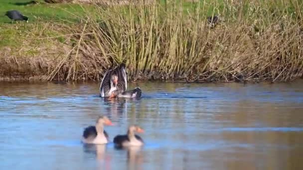 灰色のガチョウは北ドイツの小さな穏やかな池で泳いでいます — ストック動画