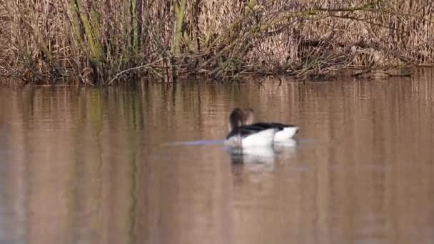 Greylag Geese Swim Small Calm Pond Northern Germany — Stock Video