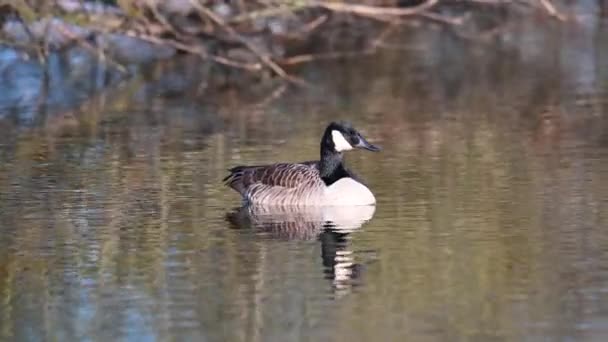 カナダのガチョウは北ドイツの小さな池の上を静かに泳ぎ — ストック動画