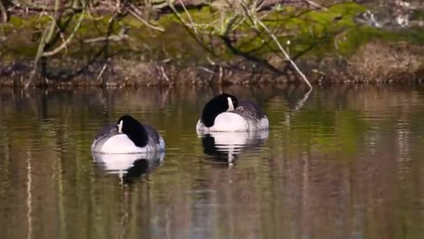 カナダのガチョウは北ドイツの小さな池の上を静かに泳ぎ — ストック動画