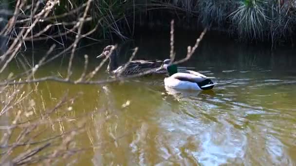 Canards Nagent Paix Sur Petit Étang Dans Nord Allemagne — Video