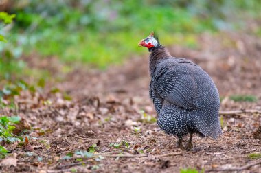 A guinea  fowl runs along a road in northern Germany clipart