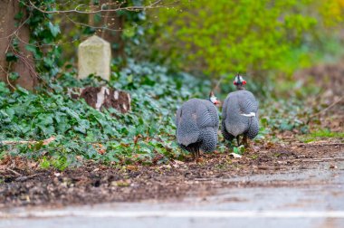 A guinea  fowl runs along a road in northern Germany clipart