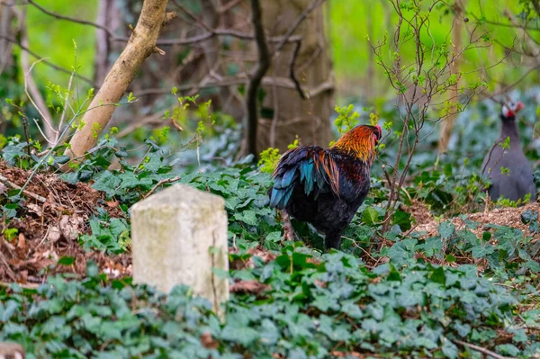 a rooster  runs along a road in northern germany