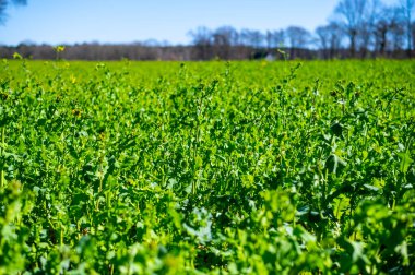 Parlak bulutsuz bir günde geniş bir tarla görüntüsü