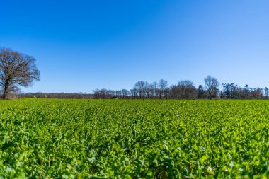 Parlak bulutsuz bir günde geniş bir tarla görüntüsü