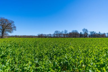 Parlak bulutsuz bir günde geniş bir tarla görüntüsü