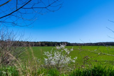 Ön planda beyaz çiçekli ve arka planda geniş bir tarlası olan bir bitki.