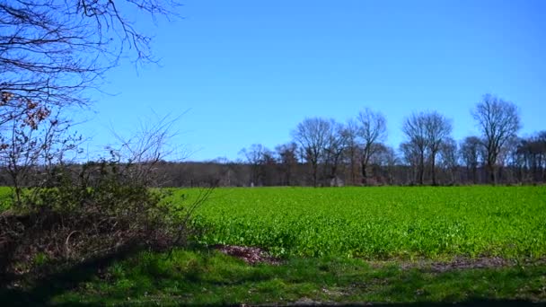 Large Plan Des Champs Lors Une Journée Sans Nuages Brillants — Video