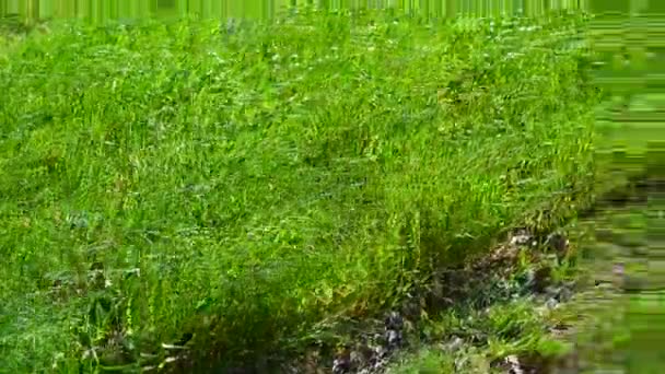 Поле Покрытое Зелеными Картофельными Растениями Солнечный День — стоковое видео