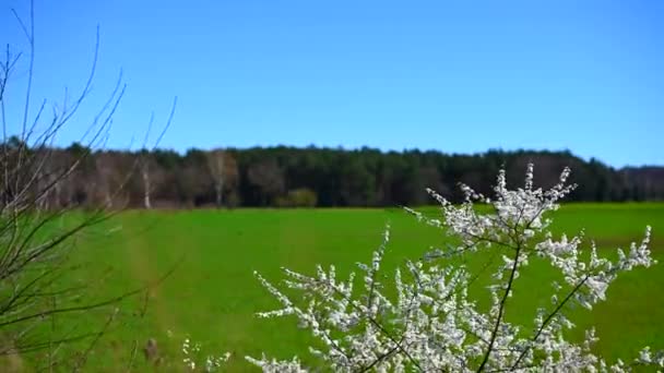 Una Pianta Con Fiori Bianchi Primo Piano Con Ampio Campo — Video Stock